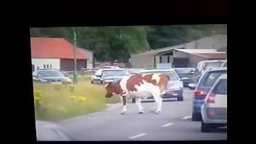 cows xxx - desiporn.watch